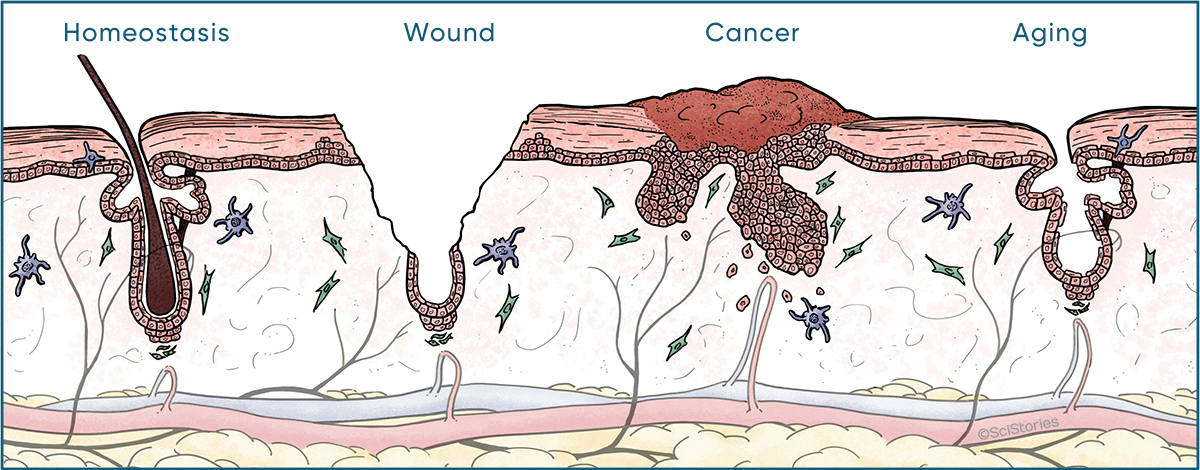 Apply principles of developmental biology to understand human diseases