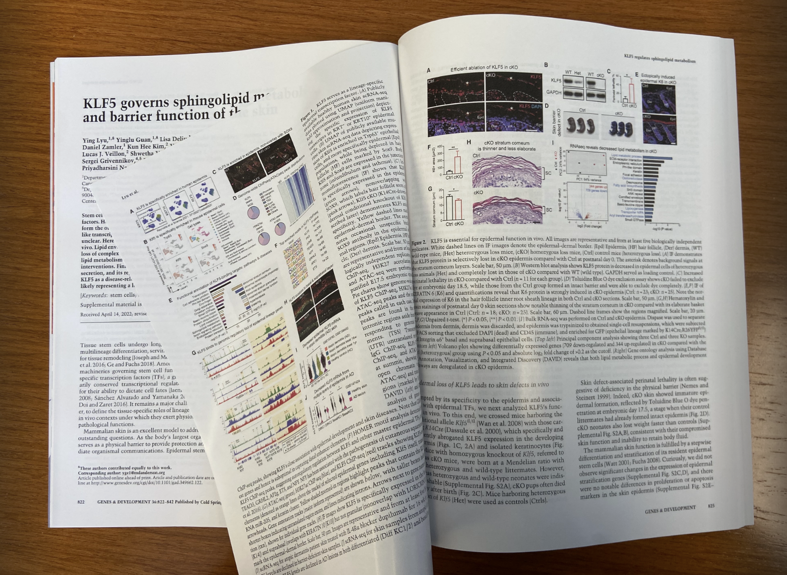 Ge lab KLF5 paper highlighted at MD Anderson